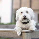 PetSafe Guardian GPS 2.0 Wireless Dog Fence and Real-Time Tracker with 2-Year Subscription