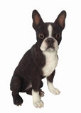Hi Line 16.5" Boston Terrier Statue, Realistic Polyresin Dog Sculpture