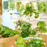 Lettuce Grow Farmstand Nook Indoor Hydroponic Garden System – Grow Up to 20 Herbs, Greens &amp; Vegetables with LED Grow Lights