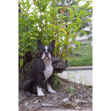 Hi Line 16.5" Boston Terrier Statue, Realistic Polyresin Dog Sculpture