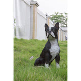 Hi Line 16.5" Boston Terrier Statue, Realistic Polyresin Dog Sculpture