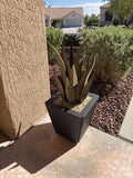 Desert Steel Snake Agave All-in-One Metal Plant Set with Planter & Pearl Rock