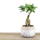 Arcadia Garden Products 12-16” Tall Ginseng Ficus Live Plant in Decorative Pot