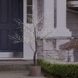 7-Foot Potted Tree with 240 Warm White LED Lights, Indoor/Outdoor Christmas Tree
