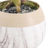 Arcadia Garden Products 12-16” Tall Ginseng Ficus Live Plant in Decorative Pot