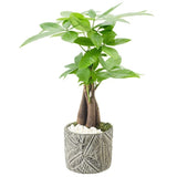 Arcadia Garden Products 12-16” Tall Money Tree Live Plant in Decorative Pot