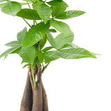Arcadia Garden Products 12-16” Tall Money Tree Live Plant in Decorative Pot