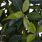 CGH 6' Faux Laurel Tree with Planter – Realistic Look, Hassle-Free Maintenance