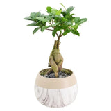 Arcadia Garden Products 12-16” Tall Ginseng Ficus Live Plant in Decorative Pot