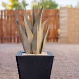 Desert Steel Snake Agave All-in-One Metal Plant Set with Planter & Pearl Rock