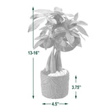 Arcadia Garden Products 12-16” Tall Money Tree Live Plant in Decorative Pot
