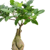 Arcadia Garden Products 12-16” Tall Ginseng Ficus Live Plant in Decorative Pot
