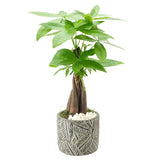 Arcadia Garden Products 12-16” Tall Money Tree Live Plant in Decorative Pot